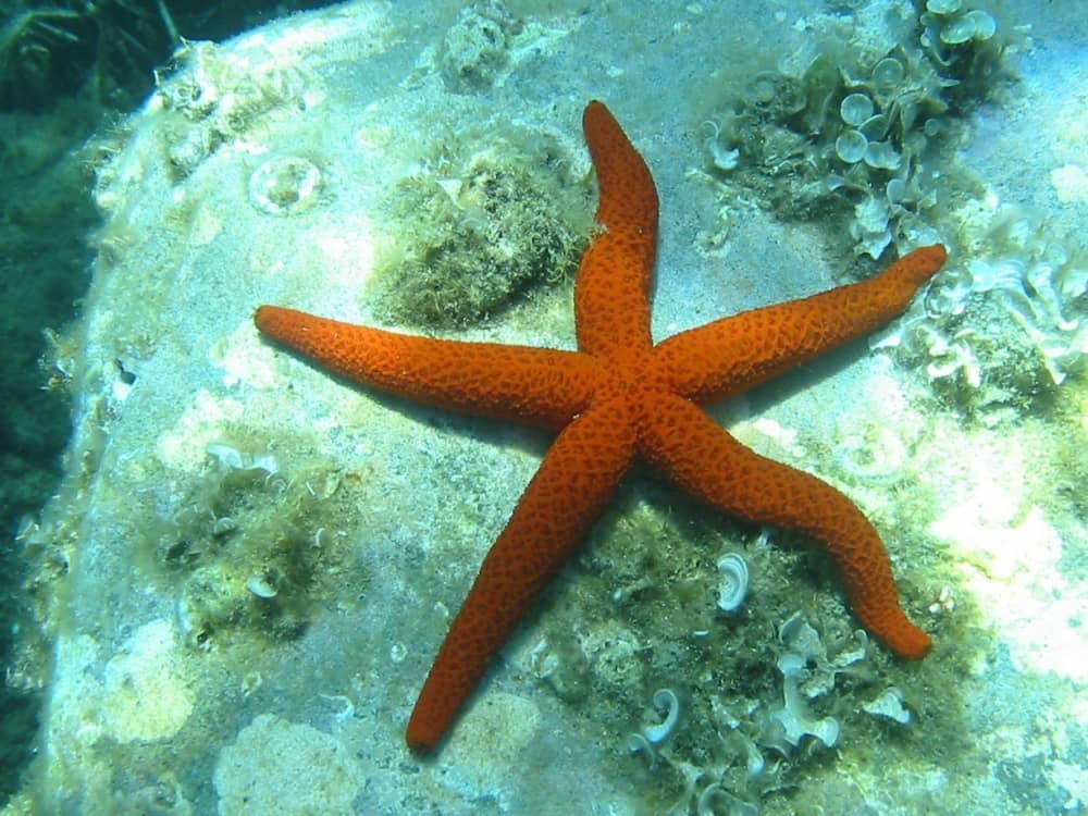 Profitez du soleil lors d'une excursion en bateau de 7 heures à Banyuls-sur-Mer.