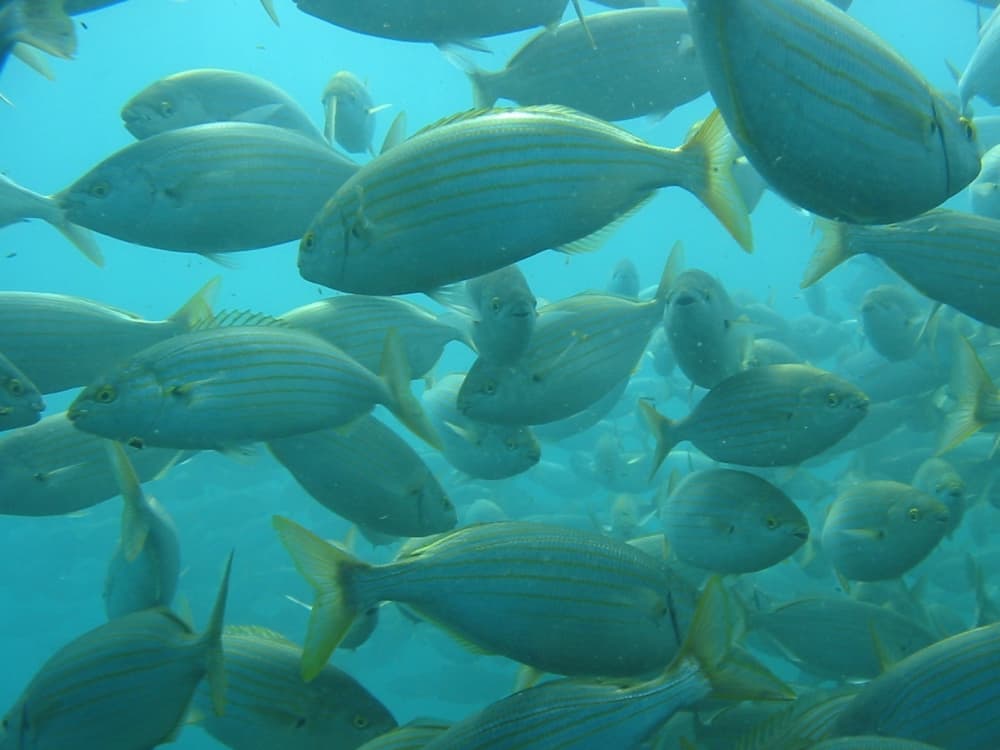 Profitez du soleil lors d'une excursion en bateau de 7 heures à Banyuls-sur-Mer.