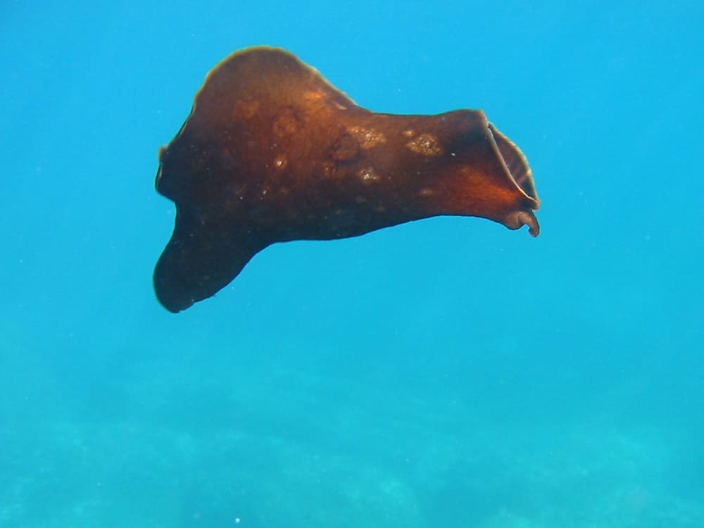 Profitez du soleil lors d'une excursion en bateau de 7 heures à Banyuls-sur-Mer.