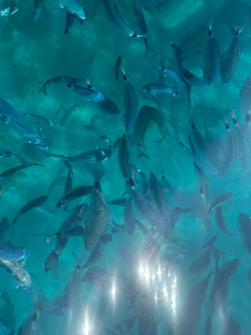 Boat rental by the day with skipper, itinerary of your choice to be defined according to your wishes