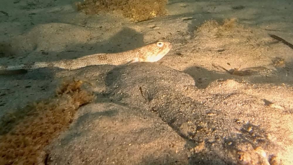 Nachtsnorkelen voor de kust van Cannes – Een unieke nachtelijke onderdompeling