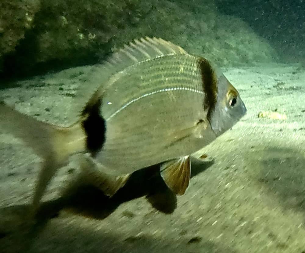 Nachtsnorkelen voor de kust van Cannes – Een unieke nachtelijke onderdompeling