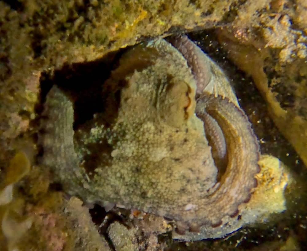 Nachtsnorkelen voor de kust van Cannes – Een unieke nachtelijke onderdompeling