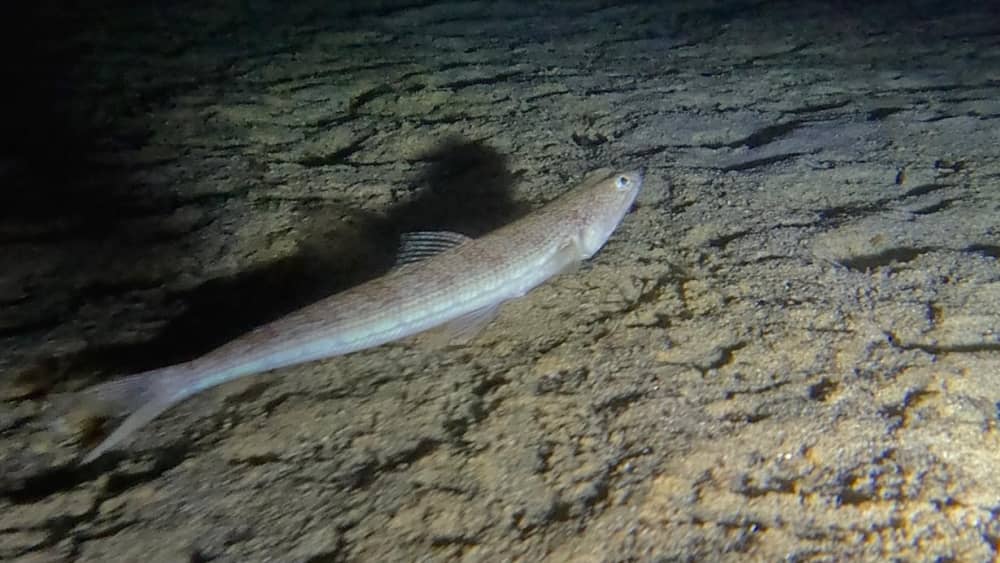 Nachtsnorkelen voor de kust van Cannes – Een unieke nachtelijke onderdompeling