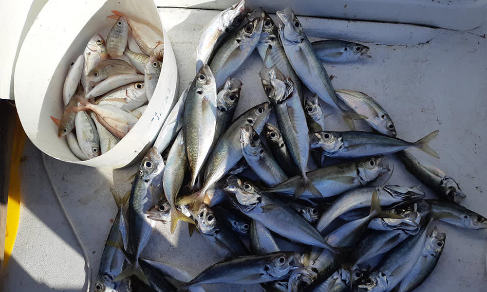 Privat 3-timmars fisketur från Kotor med lokal kapten