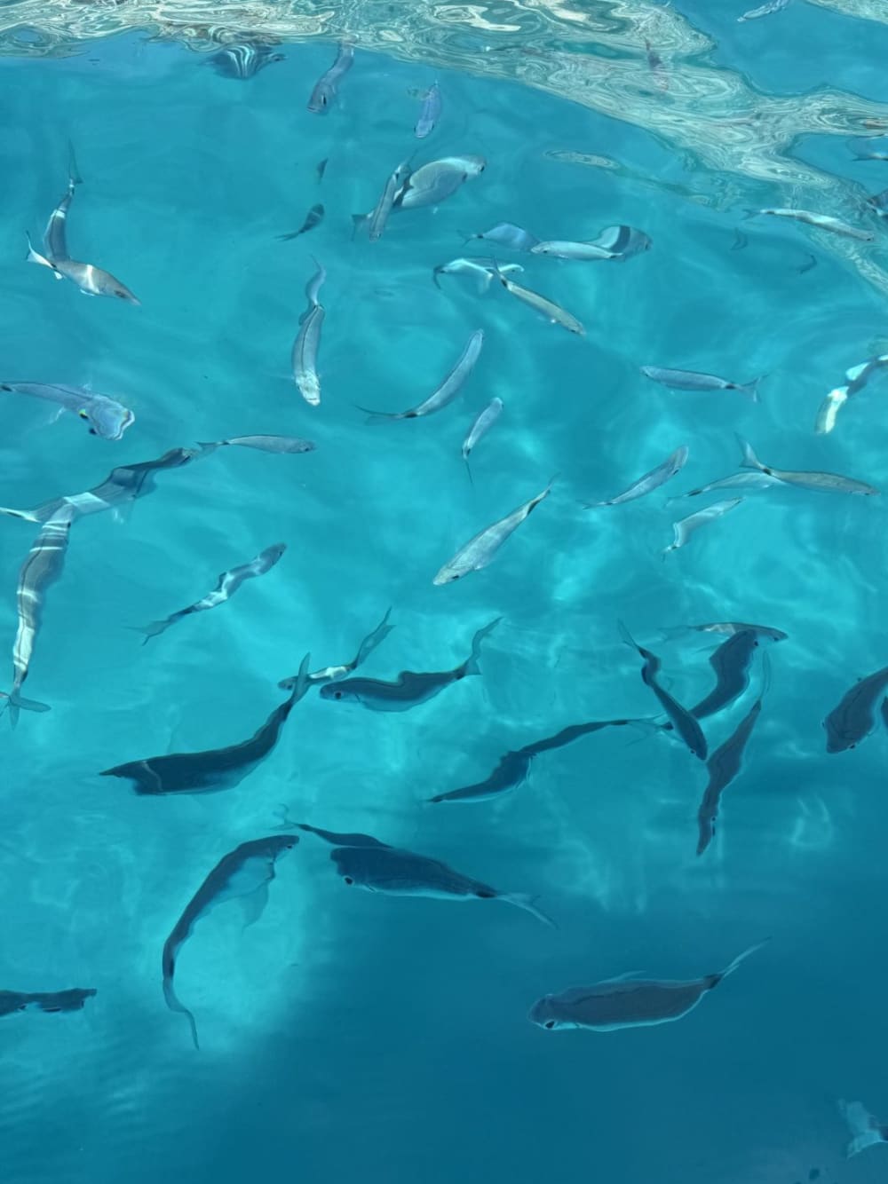 Sella del Diavolo Sunset and Party Cruise