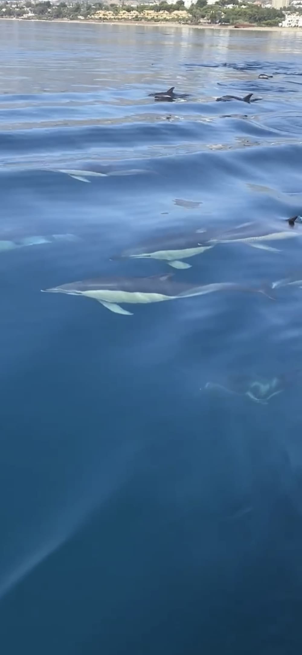 Ganztägiges (8-stündiges) privates Bootserlebnis in Marbella