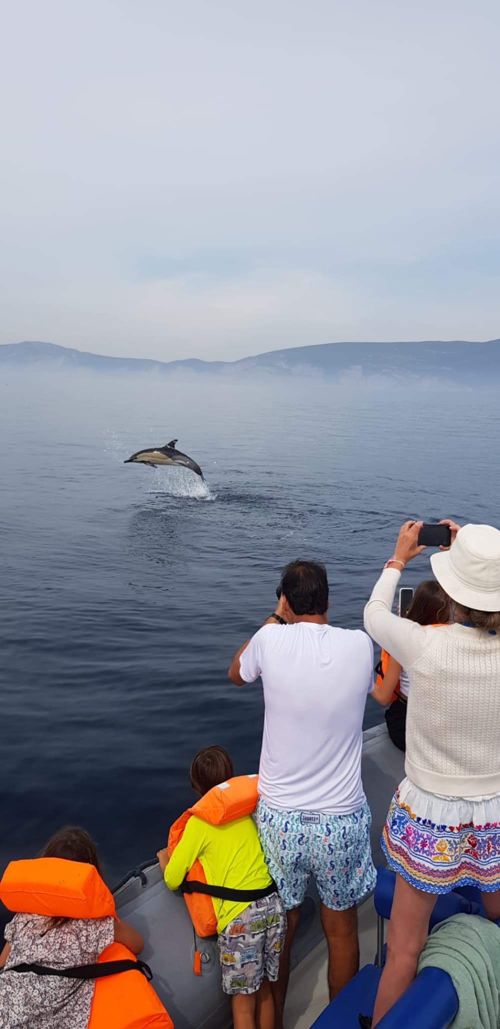 Observação de Golfinhos