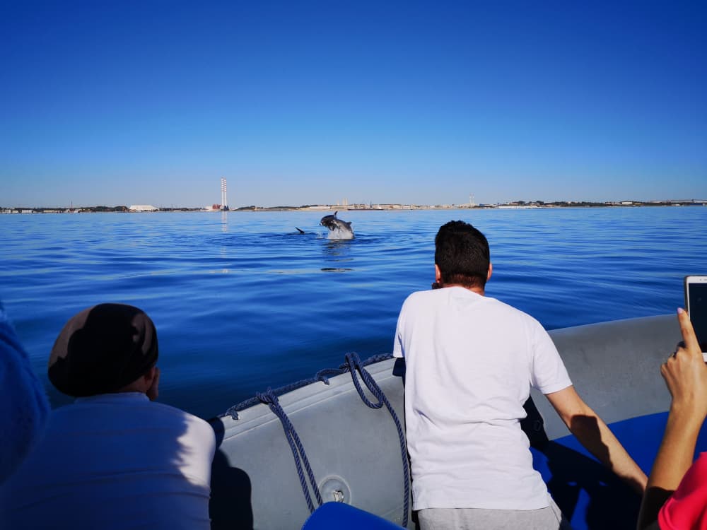 Observação de Golfinhos