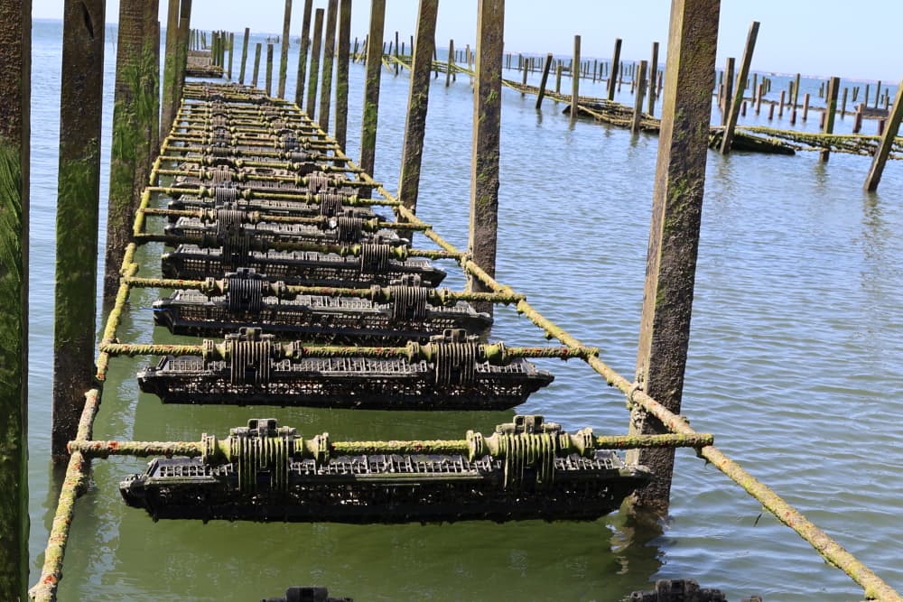 Oyster production