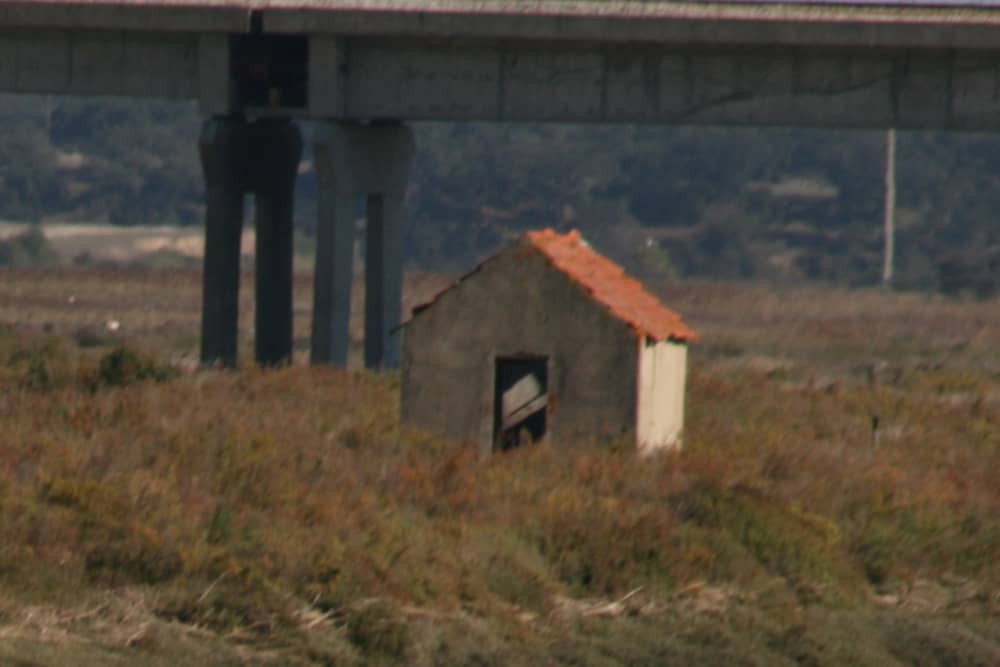 Observação de pássaros