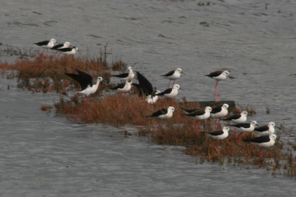 Observação de pássaros