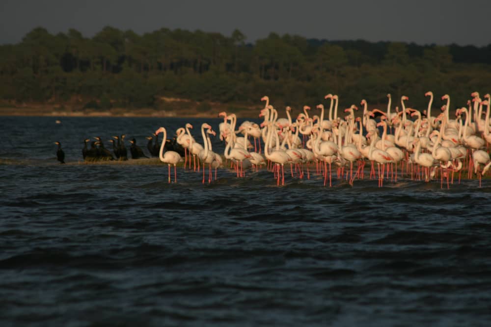 Observação de pássaros