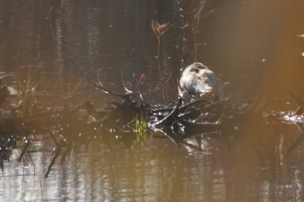 Observação de pássaros