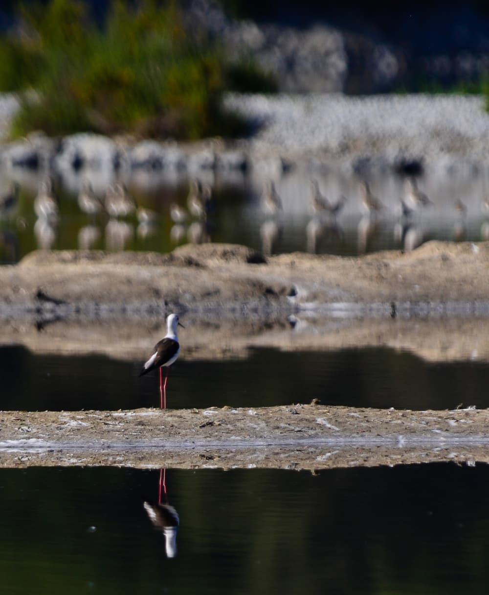 Observação de pássaros
