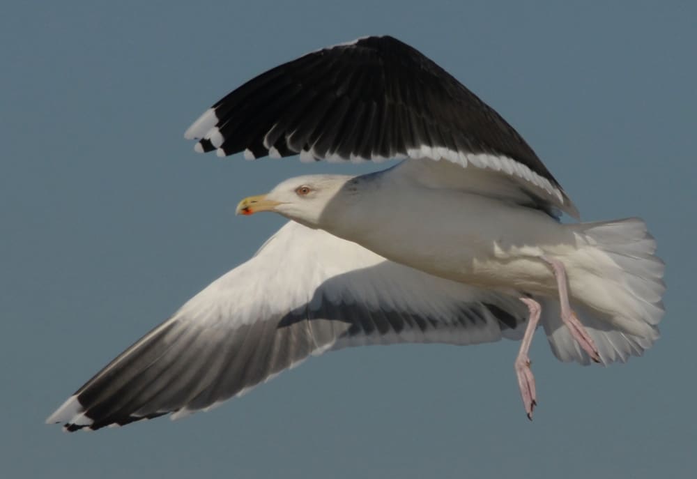 Observação de pássaros