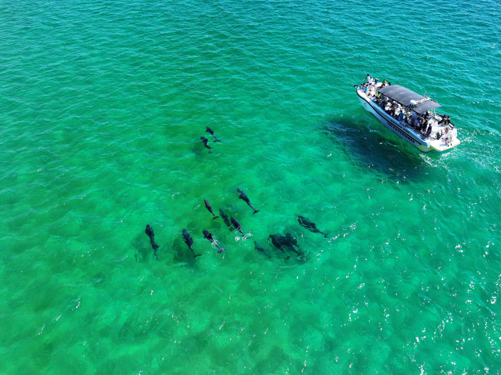 Passeio de barco guiado para observação de golfinhos