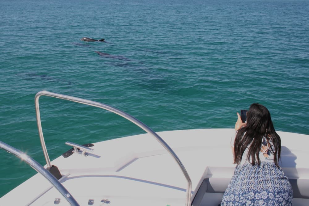 Passeio de barco guiado para observação de golfinhos