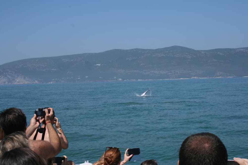 Passeio de barco guiado para observação de golfinhos