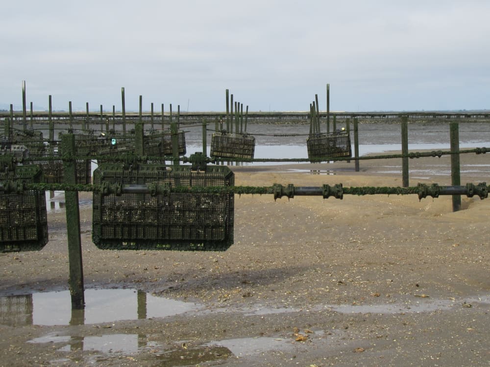 Visita guiada de barco a uma fazenda de ostras com degustação em Setúbal (horário flexível)