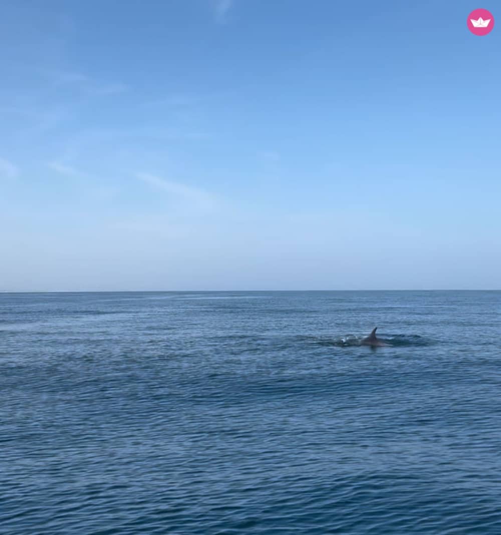 Crucero de lujo en catamarán de día completo por Faro, Ría Formosa y costa del Algarve