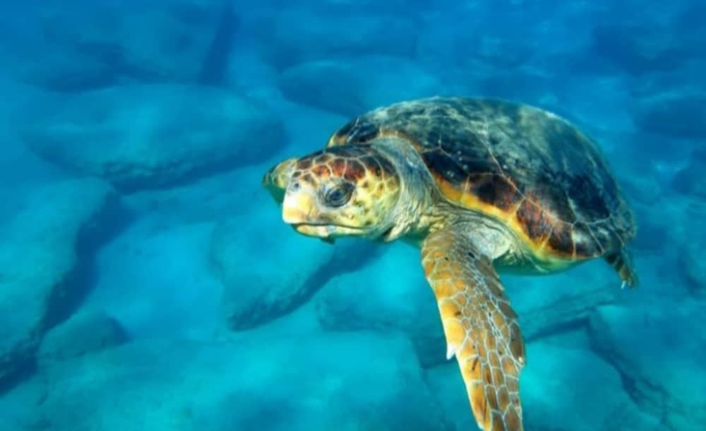 Desfrute de um cruzeiro ao pôr do sol em Zakynthos.