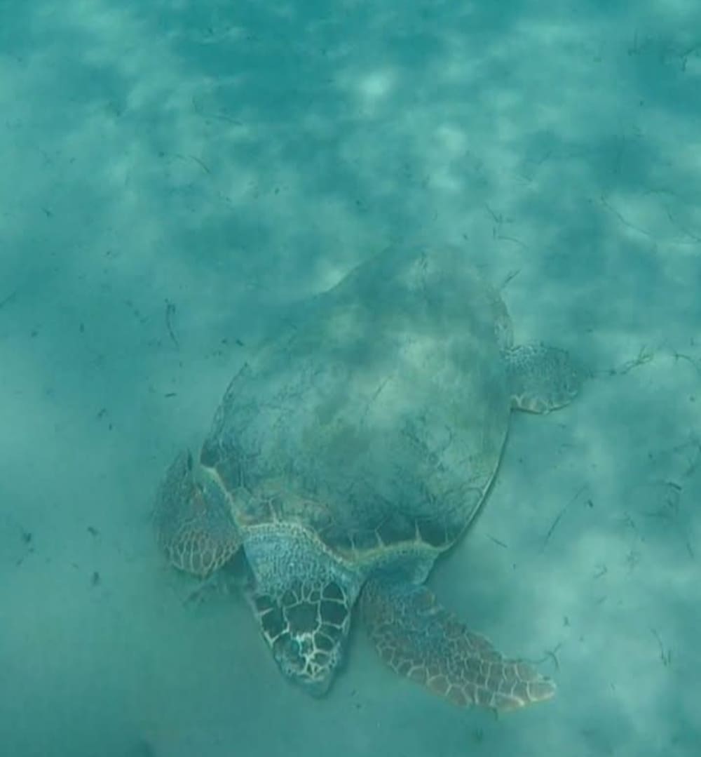 Desfrute de um cruzeiro ao pôr do sol em Zakynthos.