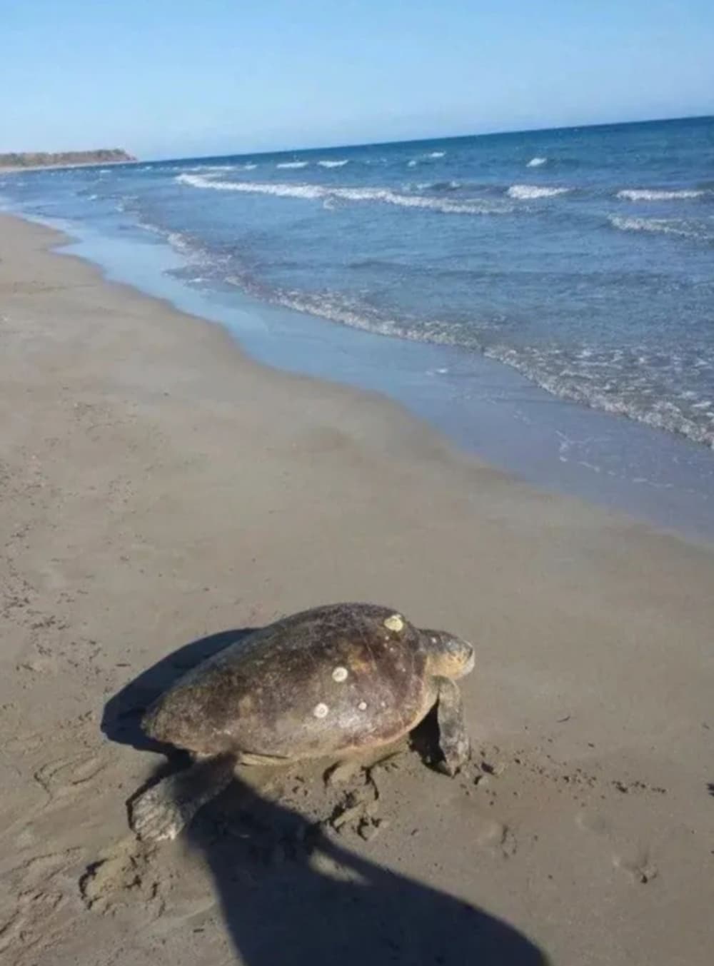 Crociera di un giorno a Cefalonia Itaca o Zante