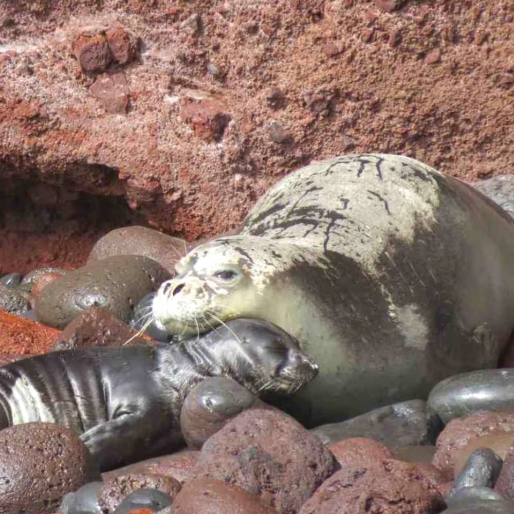 Aventura de navegación de día completo a las islas desiertas de Madeira