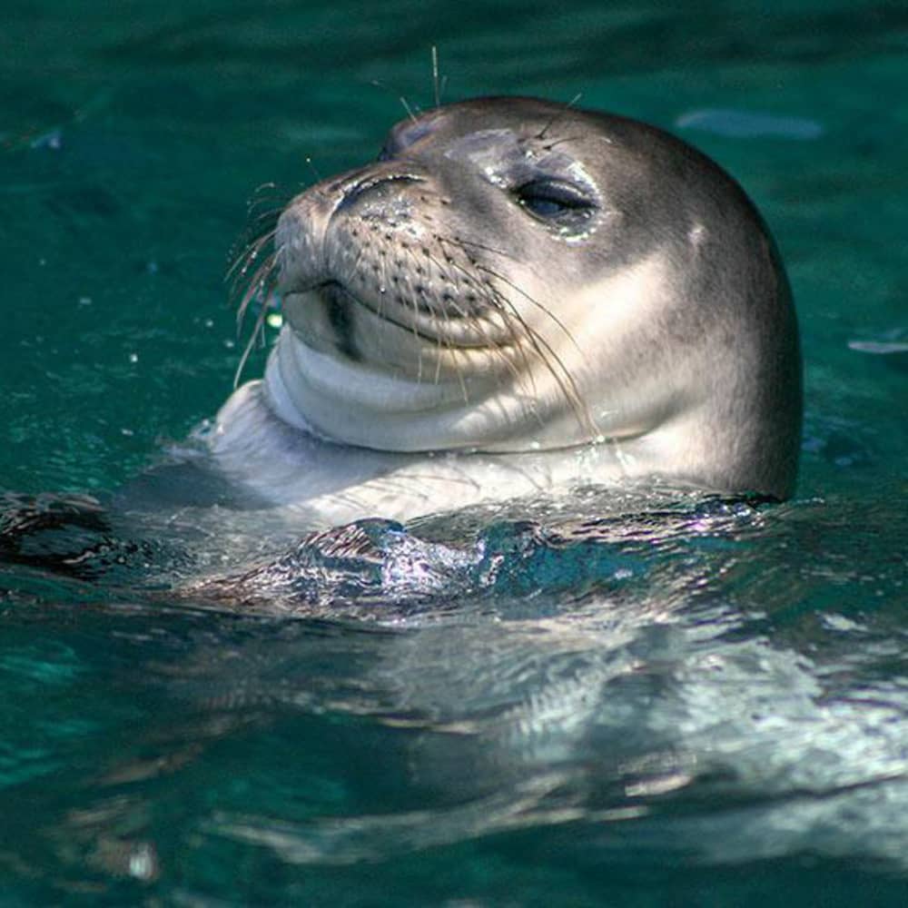 Aventura de navegación de día completo a las islas desiertas de Madeira