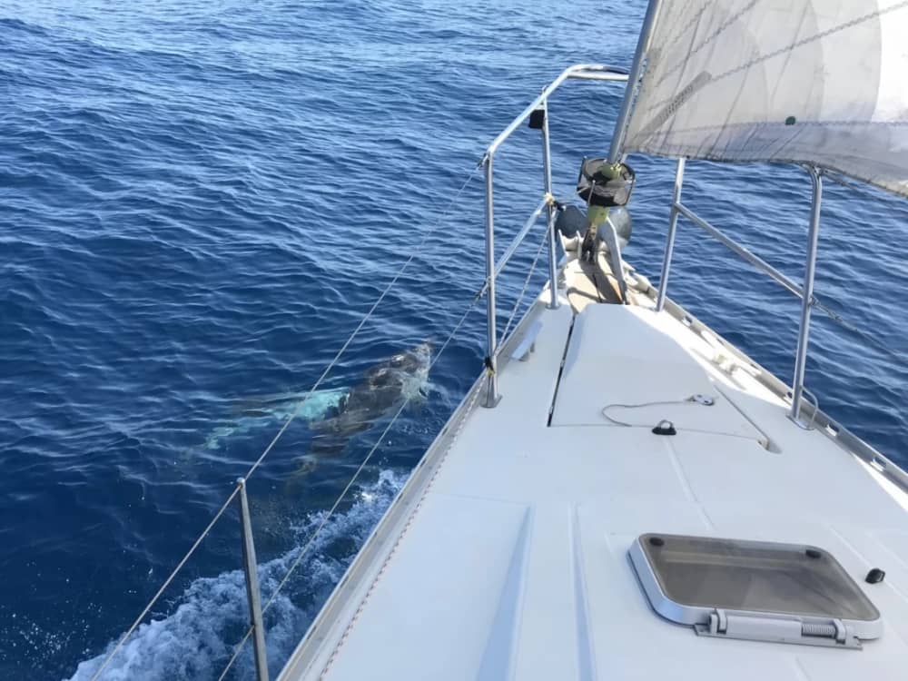 Jeanneau Sun Charm 39 - Tagesausflug mit dem Segelboot