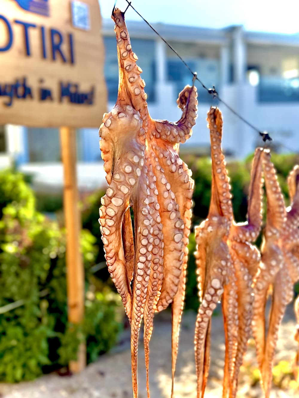 Tour in barca a vela a Zante