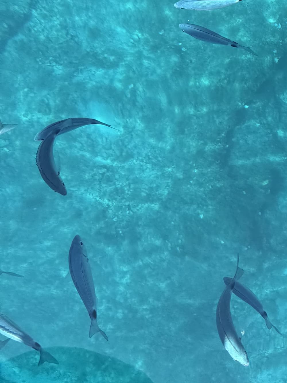 Tour in barca a vela a Zante