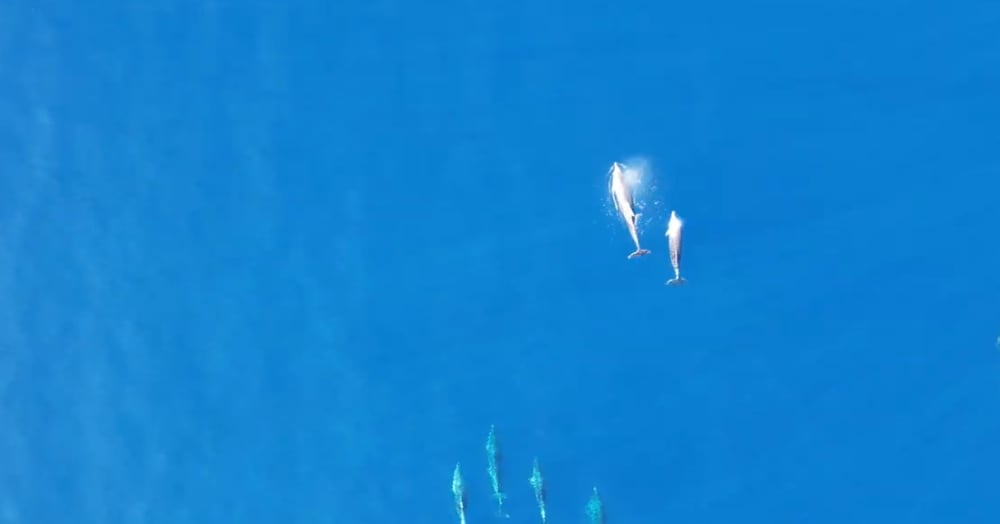 Prywatna wycieczka o zachodzie słońca z pływaniem