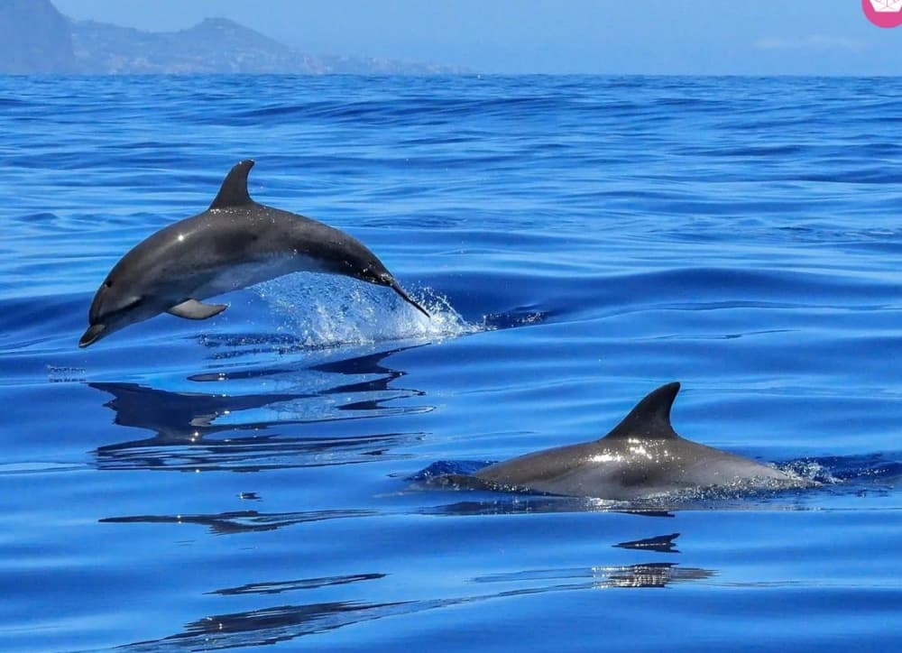 Delfini e Tramonto a Taormina