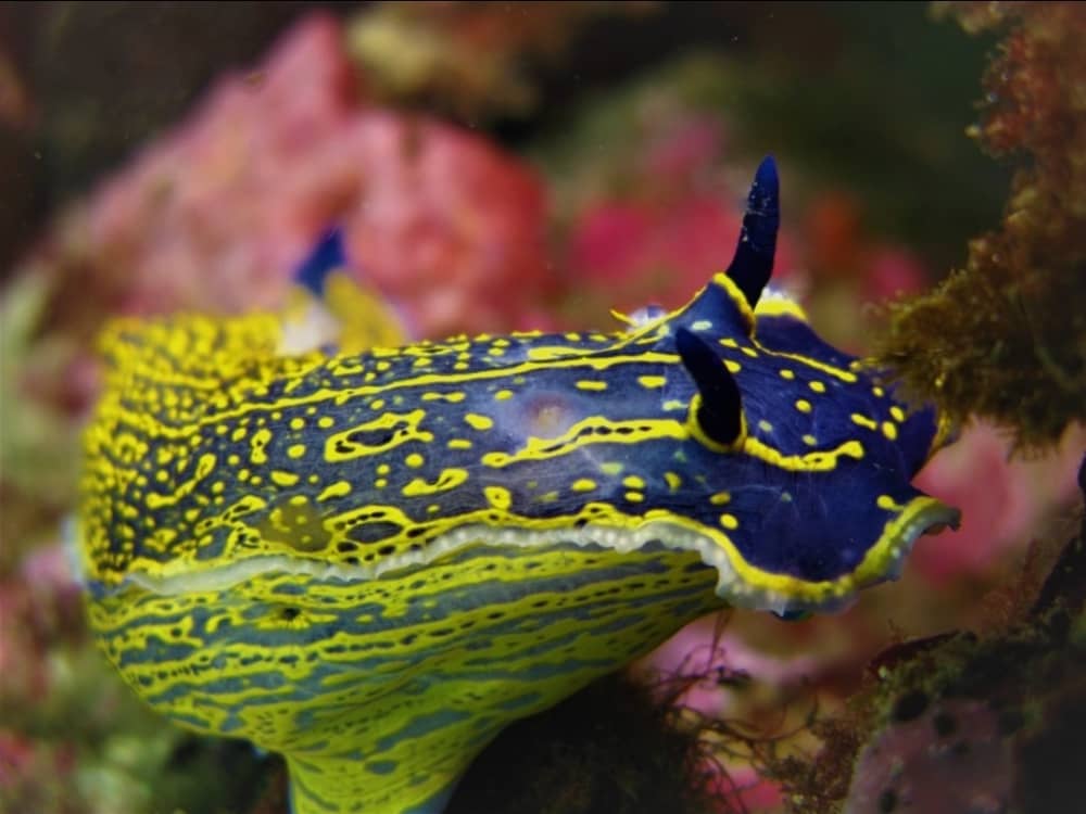 Meeresentspannung | 4-stündiges privates Erlebnis / Palma-El Sec

*Wo Stille auf Meeresbiologie trifft