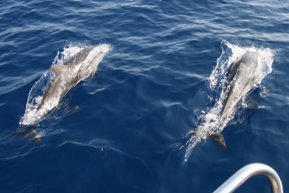 Halbtägige Delfinbeobachtungstour