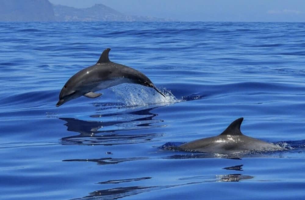 Dolphin Watching Experience