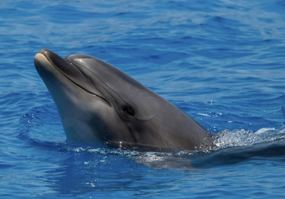 Dolphin Watching Experience