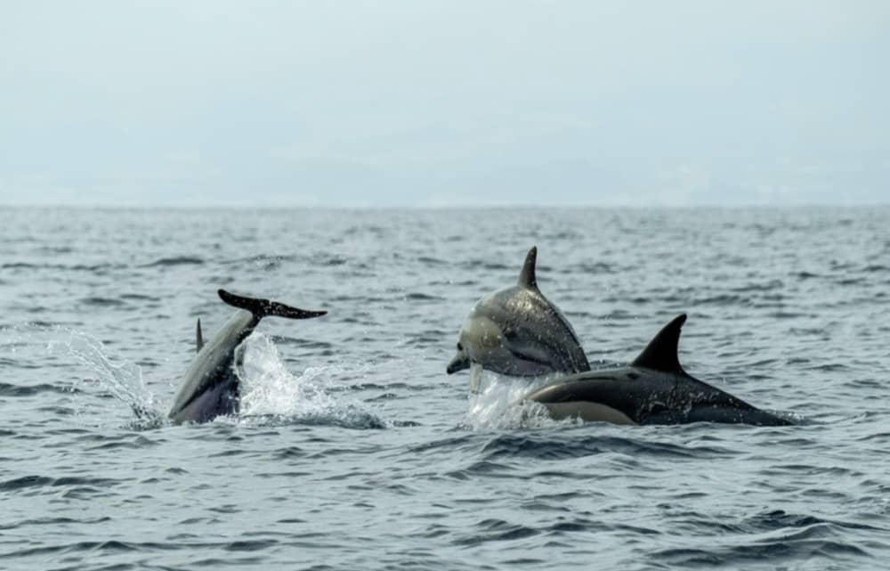Dolphin Watching Experience