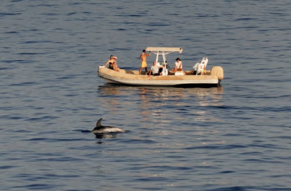 Lever de soleil en mer et observation privée des dauphins