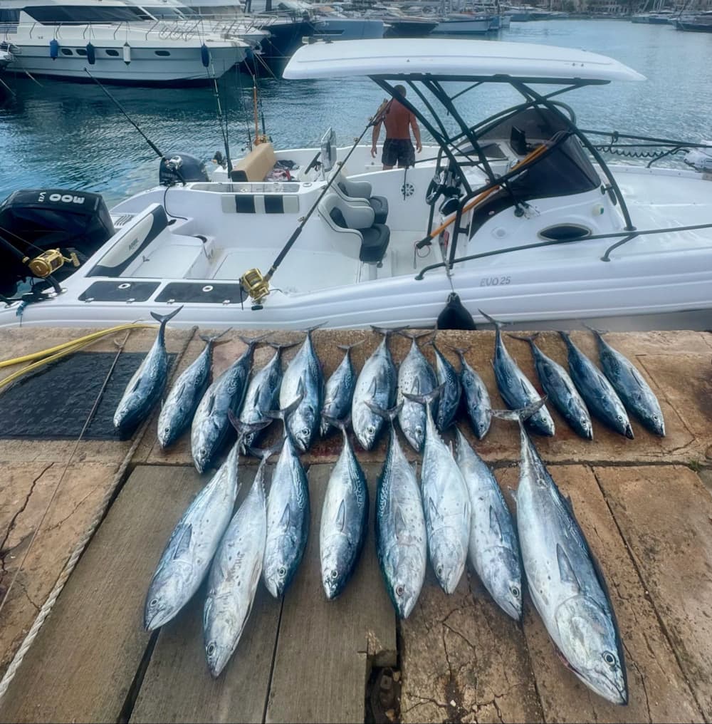 Pesca de atum-rabilho
