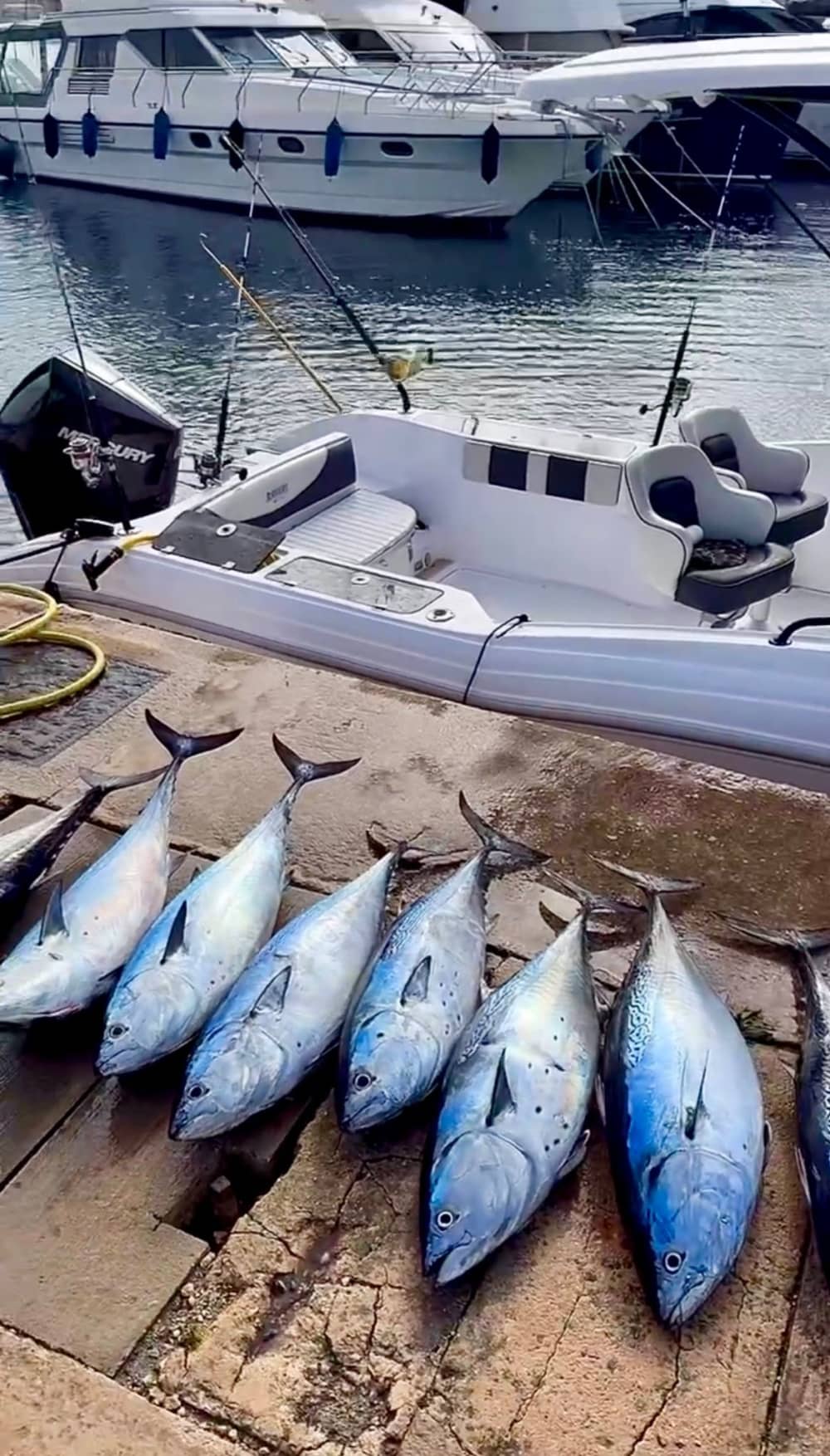 Pêche au thon rouge
