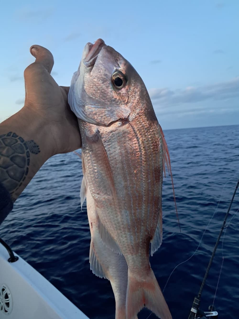 Pesca en el puerto
