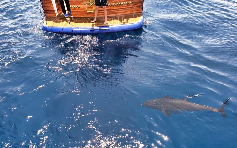 Spedizione di pesca estrema: i giganti del Mediterraneo