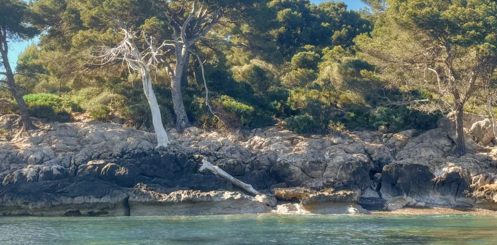 Alcudia: Private boat tour to the lighthouse island