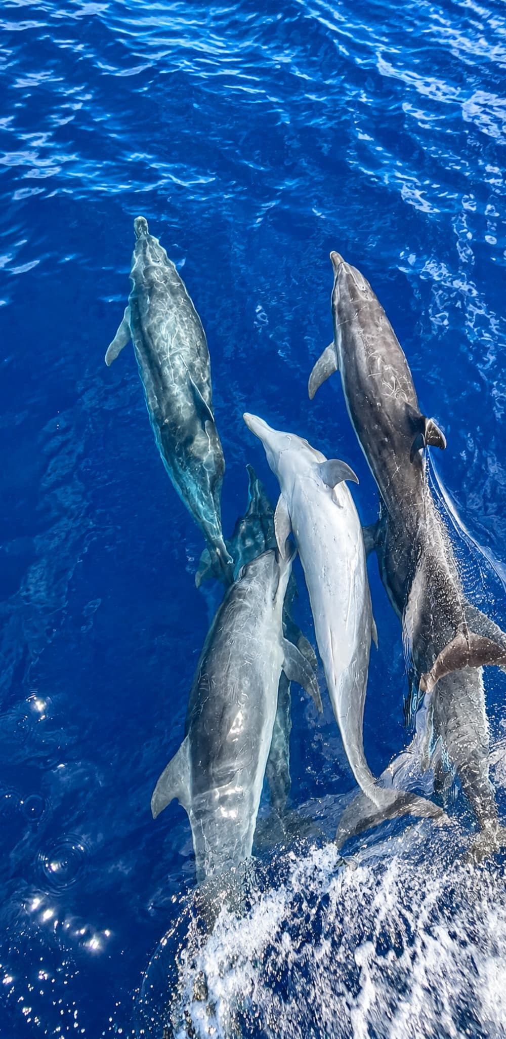 Deep Sea Fishing - The Great Challenge (8 Hours)