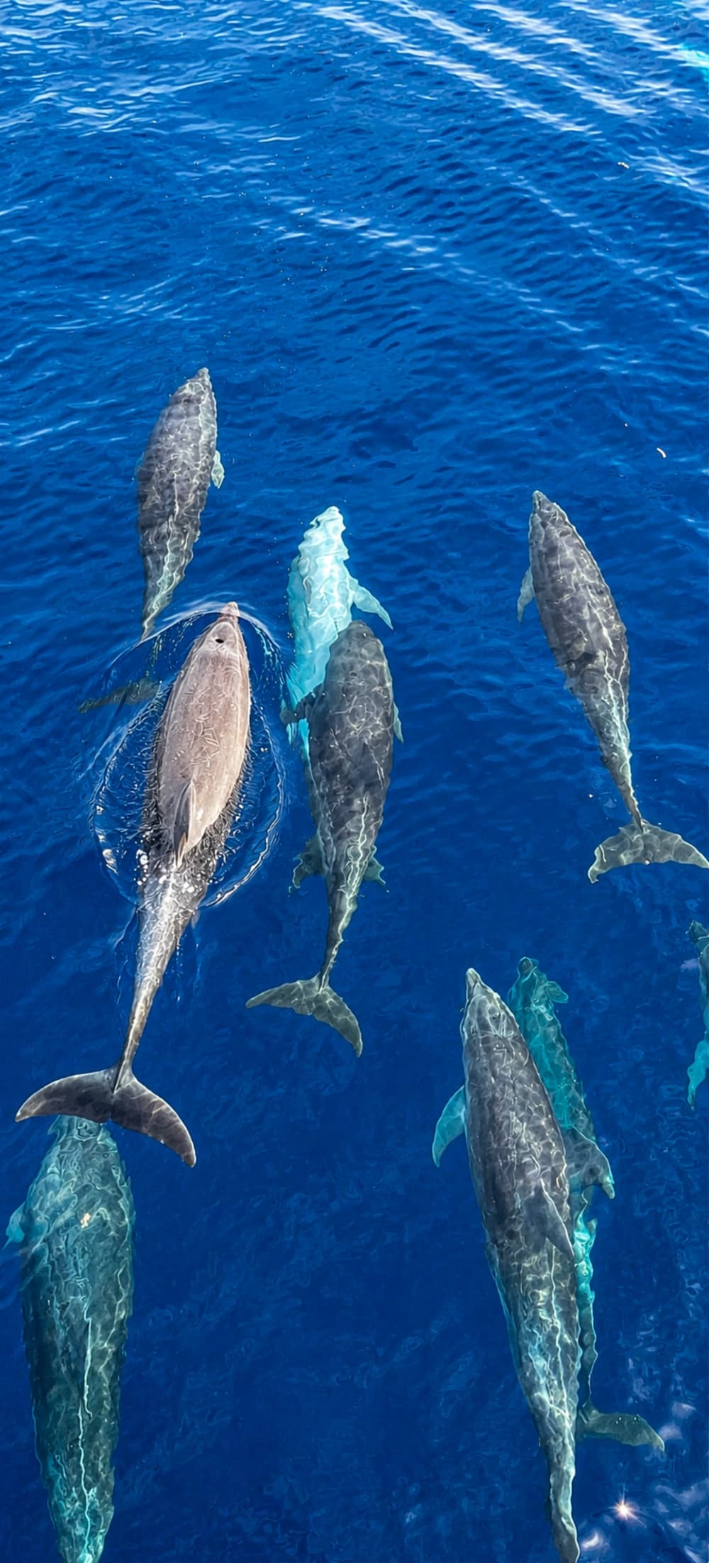 Deep Sea Fishing - The Great Challenge (8 Hours)