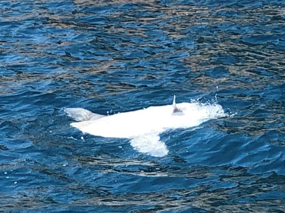 Misteri della Costa Brava: La Cala dei Contrabbandieri 3h Tour