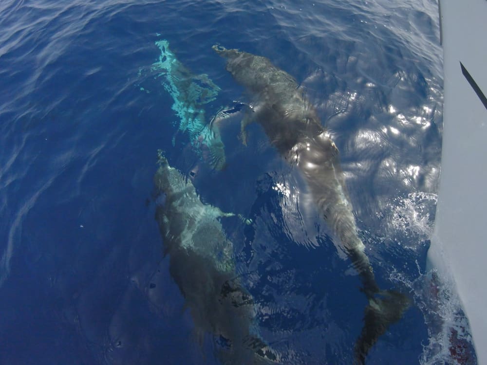 Descubre Morro Jable en una excursión de un día completo en velero.
